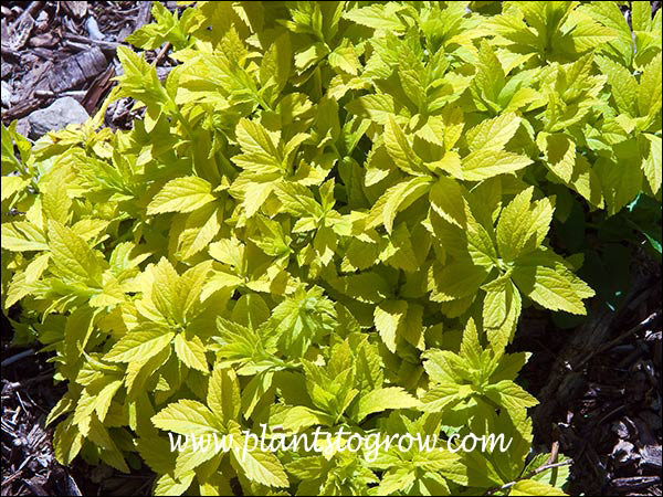This image was taken in the early spring.  The plant was a very bright yellow.